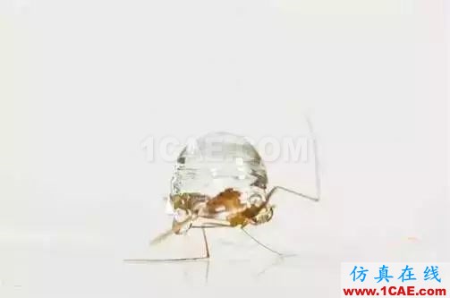 為什么蚊子永遠(yuǎn)不會(huì)被雨砸死？千萬別被孩子問住了！fluent流體分析圖片11