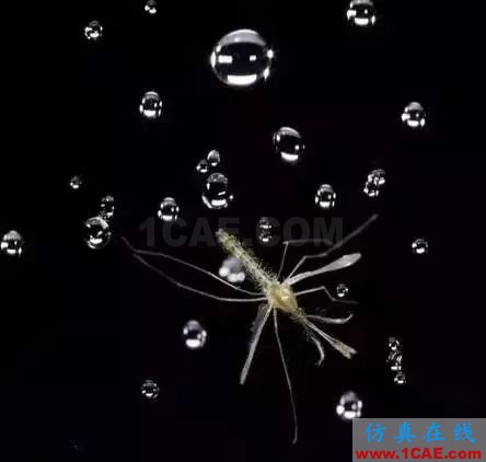 為什么蚊子永遠(yuǎn)不會(huì)被雨砸死？千萬別被孩子問住了！fluent圖片16