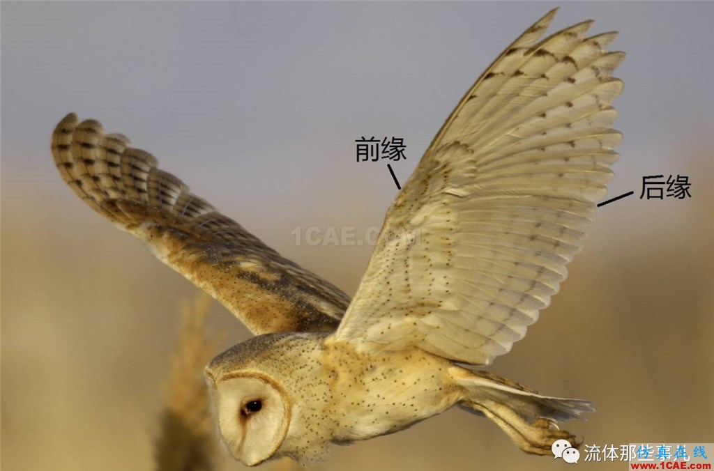 萌萌的貓頭鷹背后的故事：寂靜殺手讓我們學到流體力學的秘密fluent培訓的效果圖片3