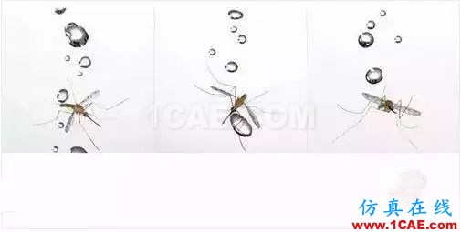 為什么蚊子永遠(yuǎn)不會(huì)被雨砸死？千萬別被孩子問住了！fluent流體分析圖片9
